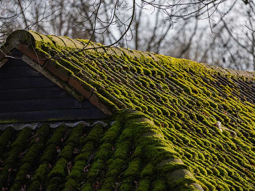 Mossa på tak